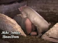 Gay beast on pig porn in zoophilia xxx